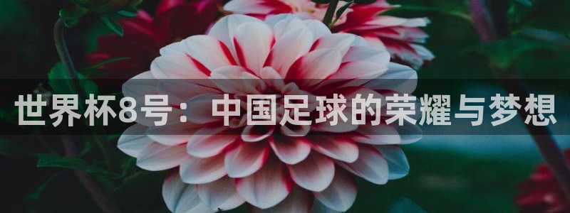 2026世界杯官网入口：世界杯8号：中国足球的荣耀与梦想